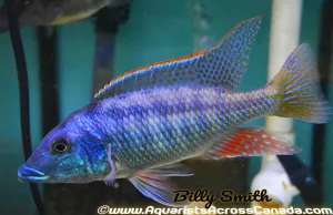 LICHNOCHROMIS ACUTICEPS (Malawi Gar) 6-7"  MALE 2403